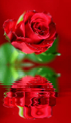 róże - Roza_czerw.gif