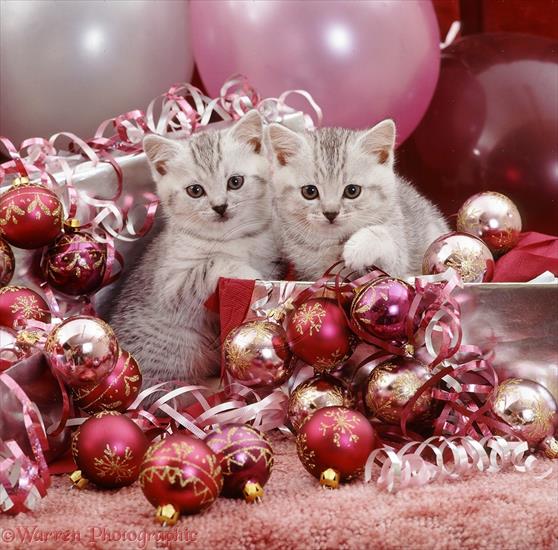 Świąteczne - Silver tabby kittens.jpg