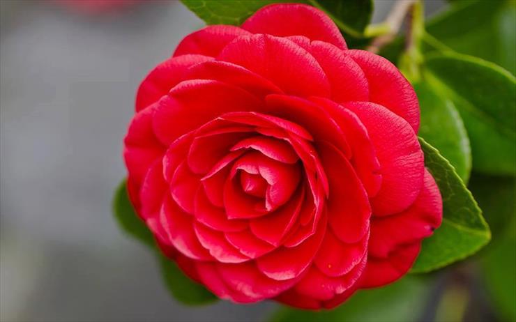 Róże - Róża.jpg