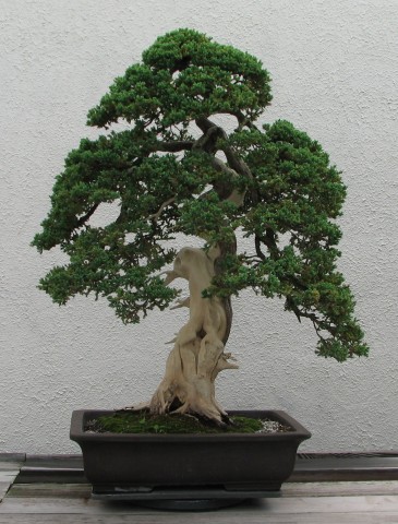 Bonsai - mediumjyx5iw5647f92838a7acf55289.jpg