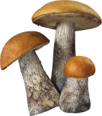 N PNG 9 - mushroom_PNG3214-149x170.png