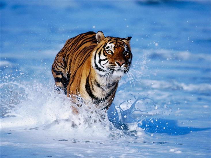Dzikie koty - tiger 31.jpg.jpg