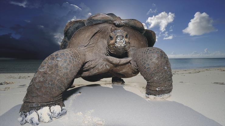 ZWIERZĘTA - wielki żółw na plaży.jpg