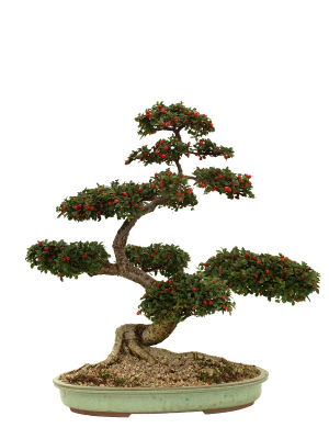 Drzewka Bonsai - Bonsaic.jpg