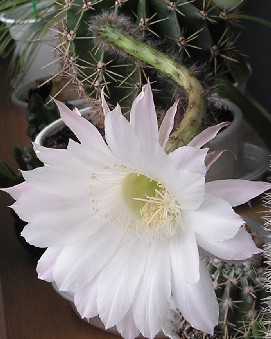 Kwitnące kaktusy - 55.jpg
