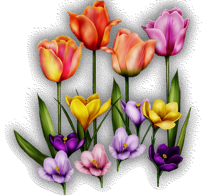 tulipany - kwiatywiosna4.png