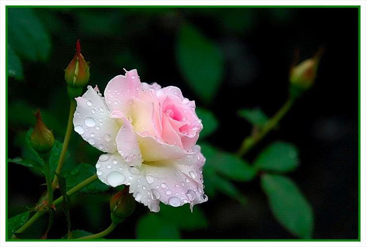 Kwiaty - Rose.JPG