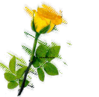 Róże żółte - Róża 001.bmp
