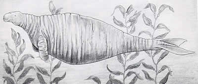 ---------------------... - Stellers Sea Cow- the defenseless beast extinct since 1768 krowa morska.jpg