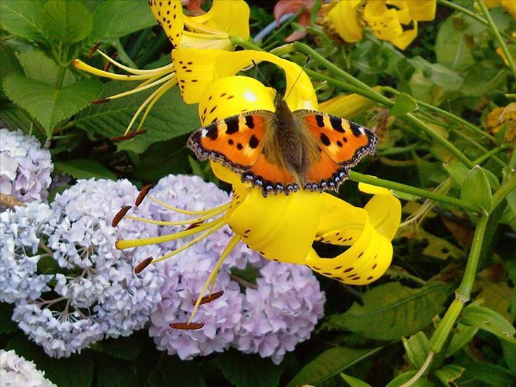 Motyle na kwiatach - Motyl 30.jpg