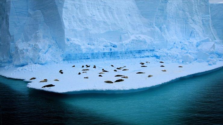 Tapety HD - animals_glacier_ice_seals_water_ocean-1920x1080.jpg