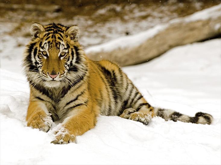 animals.tiger - animals_tigers_014.jpg