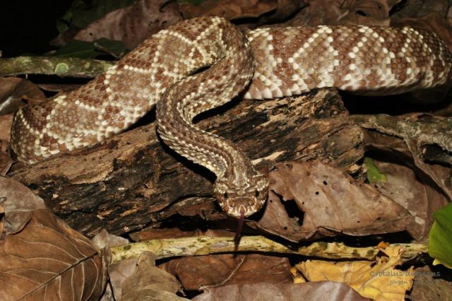 Węże, żmije - Grzechotnik Południowoamerykański.jpg