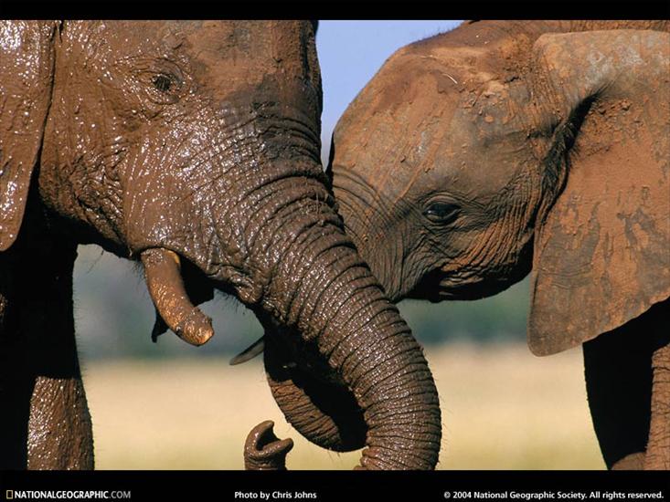 N_ G_FOTOGRAFIA_ - zambezi-elephants-504584-sw.jpg